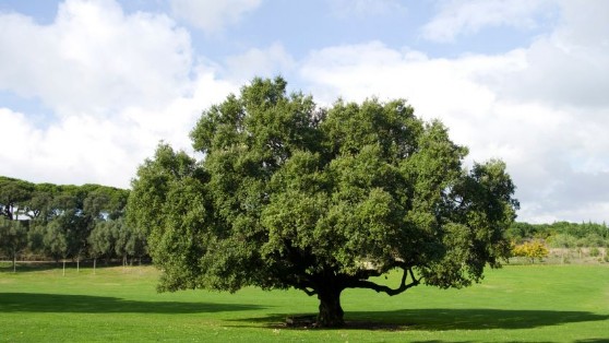 El alcornoque, el origen del Corcho proyectado